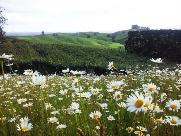 Paisajes de Nueva Zelanda