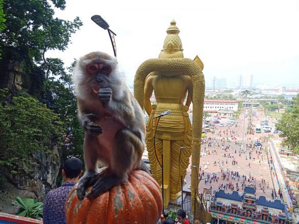Monos en las Batu Caves